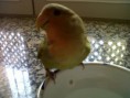 Mi nuevo agaporni Kiwi.